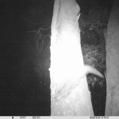 Petaurus norfolcensis (Squirrel Glider) at Monitoring Site 023 - Remnant - 24 Nov 2020 by ChrisAllen