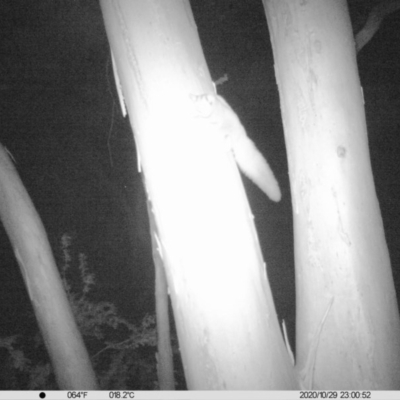 Petaurus norfolcensis (Squirrel Glider) at Monitoring Site 027 - Remnant - 29 Oct 2020 by ChrisAllen