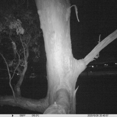 Petaurus norfolcensis (Squirrel Glider) at Albury - 26 Oct 2020 by ChrisAllen