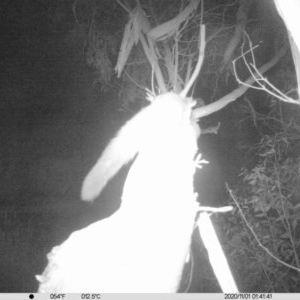 Petaurus norfolcensis at Undefined Area - 1 Nov 2020 01:41 AM