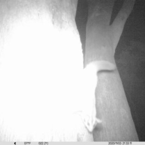 Petaurus norfolcensis at Albury - 3 Nov 2020 09:33 PM