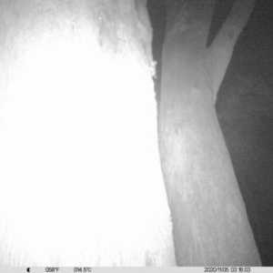 Petaurus norfolcensis at Albury - 5 Nov 2020 03:18 AM