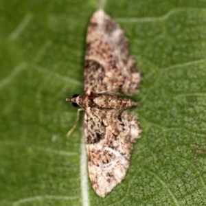 Chloroclystis (genus) at O'Connor, ACT - 3 Dec 2020