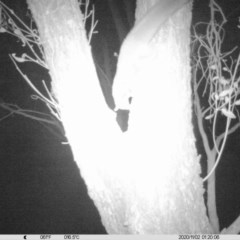 Petaurus norfolcensis (Squirrel Glider) at Monitoring Site 037 - Revegetation - 1 Nov 2020 by ChrisAllen