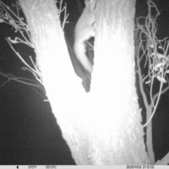 Petaurus norfolcensis (Squirrel Glider) at Monitoring Site 037 - Revegetation - 2 Nov 2020 by ChrisAllen