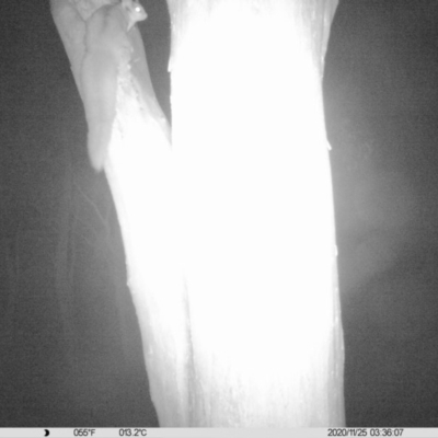 Petaurus norfolcensis (Squirrel Glider) at Monitoring Site 050 - Riparian - 24 Nov 2020 by ChrisAllen