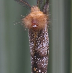 Epicoma contristis (Yellow-spotted Epicoma Moth) at Wingecarribee Local Government Area - 9 Nov 2020 by Curiosity