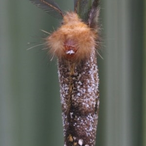 Epicoma contristis at Braemar, NSW - 9 Nov 2020