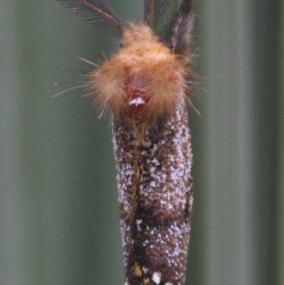 Epicoma contristis (Yellow-spotted Epicoma Moth) at Braemar - 8 Nov 2020 by Curiosity