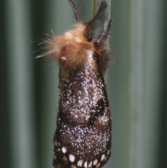 Epicoma contristis at Braemar, NSW - 9 Nov 2020