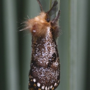 Epicoma contristis at Braemar, NSW - 9 Nov 2020