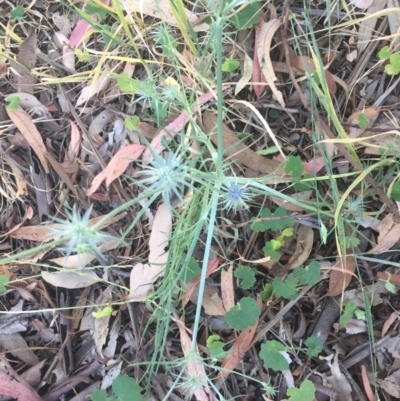 Eryngium ovinum (Blue Devil) at Belconnen, ACT - 4 Dec 2020 by jgiacon