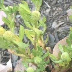 Centipeda cunninghamii (Common Sneezeweed) at Mount Ainslie - 6 Dec 2020 by JaneR