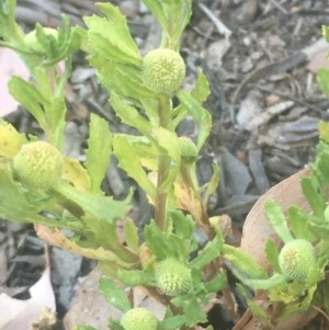 Centipeda cunninghamii at Hackett, ACT - 6 Dec 2020