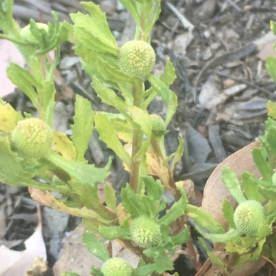 Centipeda cunninghamii (Common Sneezeweed) at Hackett, ACT - 6 Dec 2020 by JaneR