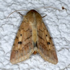 Helicoverpa (genus) (A bollworm) at Ainslie, ACT - 5 Dec 2020 by jb2602