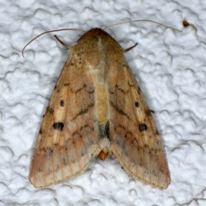 Helicoverpa (genus) at Ainslie, ACT - 5 Dec 2020