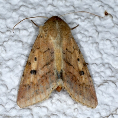 Helicoverpa (genus) (A bollworm) at Ainslie, ACT - 5 Dec 2020 by jb2602