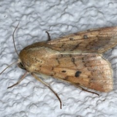 Helicoverpa (genus) at Ainslie, ACT - 5 Dec 2020