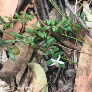 Rhytidosporum procumbens at Lade Vale, NSW - 5 Dec 2020