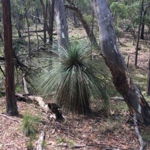 Xanthorrhoea glauca subsp. angustifolia at Lade Vale, NSW - suppressed