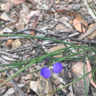 Comesperma sphaerocarpum (Broom Milkwort) at Lade Vale, NSW - 5 Dec 2020 by NedJohnston