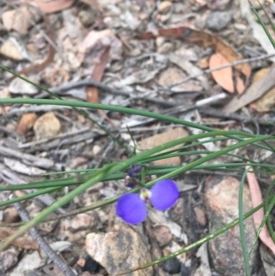 Comesperma sphaerocarpum (Broom Milkwort) at Mundoonen Nature Reserve - 5 Dec 2020 by Ned_Johnston