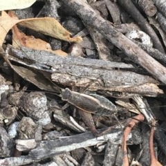 Eurepa marginipennis (Mottled bush cricket) at Lade Vale, NSW - 5 Dec 2020 by NedJohnston