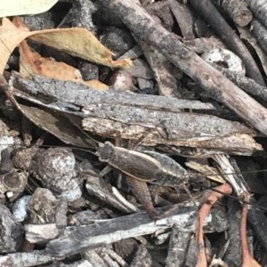 Eurepa marginipennis at Lade Vale, NSW - 5 Dec 2020