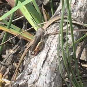 Cirphula pyrrhocnemis at Lade Vale, NSW - 5 Dec 2020 11:48 AM