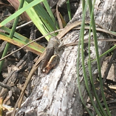 Cirphula pyrrhocnemis (Variable Cirphula) at Mundoonen Nature Reserve - 5 Dec 2020 by Ned_Johnston