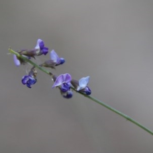 Glycine clandestina at Moruya, NSW - 7 Dec 2020