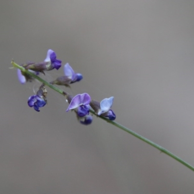 Glycine clandestina (Twining Glycine) at Moruya, NSW - 7 Dec 2020 by LisaH