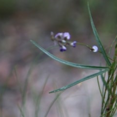 Glycine clandestina at Moruya, NSW - suppressed