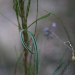 Glycine clandestina at Moruya, NSW - suppressed