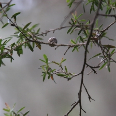Unverified Other Shrub by LisaH