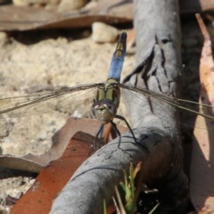 Orthetrum caledonicum at Moruya, NSW - 7 Dec 2020