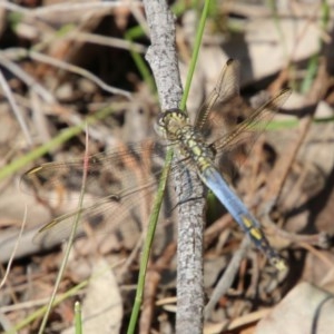 Orthetrum caledonicum at Moruya, NSW - 7 Dec 2020