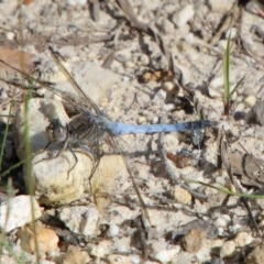Orthetrum caledonicum at Moruya, NSW - suppressed