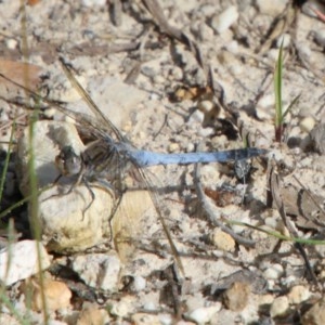 Orthetrum caledonicum at Moruya, NSW - 7 Dec 2020