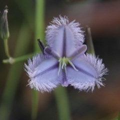 Thysanotus tuberosus subsp. tuberosus (Common Fringe-lily) at Broulee Moruya Nature Observation Area - 3 Dec 2020 by LisaH