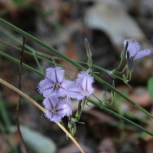 Thysanotus tuberosus subsp. tuberosus at Moruya, NSW - 4 Dec 2020