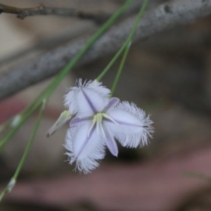 Thysanotus tuberosus subsp. tuberosus at Moruya, NSW - 4 Dec 2020