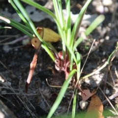Thysanotus tuberosus subsp. tuberosus at Moruya, NSW - suppressed