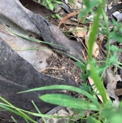 Papyrius nitidus (Shining Coconut Ant) at Theodore, ACT - 7 Dec 2020 by patrickharvey