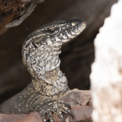 Varanus rosenbergi (Heath or Rosenberg's Monitor) at Michelago, NSW - 4 Dec 2020 by Illilanga