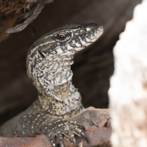 Varanus rosenbergi at Michelago, NSW - 5 Dec 2020