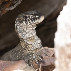 Varanus rosenbergi at Michelago, NSW - 5 Dec 2020