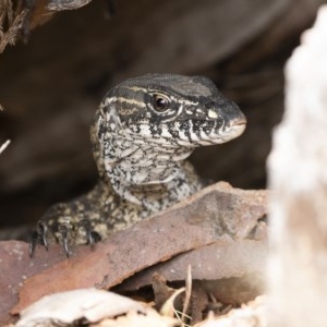 Varanus rosenbergi at Michelago, NSW - suppressed