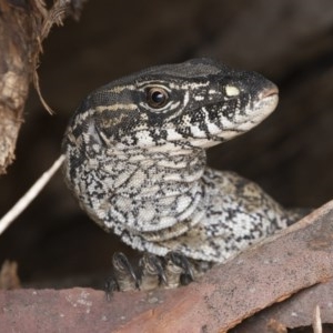 Varanus rosenbergi at Michelago, NSW - 5 Dec 2020